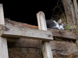 Les animaux - Photo de Mouette
