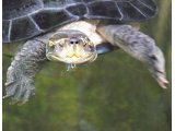 photo Les animaux de Droledelolo