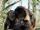 photo Les animaux de Antoine