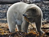 photo Les animaux de mimiourse