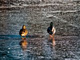 Les animaux - Photo de Jer'aime