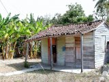 Cuba entre la Havane et Matanzas. Petite maison de paysans cubains perdue au milieu des plantations de tabac et des champs de bananiers.