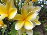 Couleur jaune - Photo de Willou