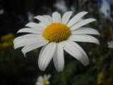 Couleur jaune - Photo de Lolocharp