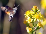 photo Couleur jaune de pauldesmartigues