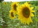 photo Couleur jaune de sophie 47