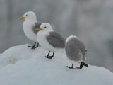 photo Le froid de mimiourse