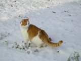photo Le froid de sophie 47