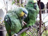 Couleur Verte - Photo de Tom-peru