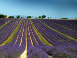 Dans les environs de ROUSSILLON (83)