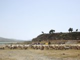 photo  de Otman