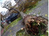 photo La nature en ville de anne