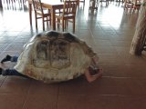 Une nouvelle race de tortue !