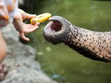 Zoo de Singapour...
