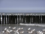 Ile de Vlieland au nord du Pays Bas, le repos des Goelands...