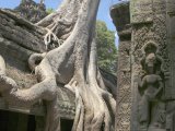 Ta Prohm sur le site d'Angkor au Cambodge. D'immenses arbres s'agrippent par leurs racines aux murs du temple bouddhiste.