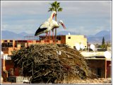 Incontournables dans le ciel et sur les vieux murs de Marrakech, les cigognes !