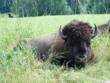 Roupiller dans le paturage... quel bonheur ! Souvenir de 2010, bison de l'ouest canadien.