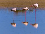 Flamants de Bolivie. N'est-ce pas miraculeux de pouvoir ainsi dormir des heures sur une seule patte tellement fine? Et sans jamais tomber!!