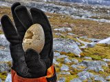 photo Les coquilles de pauldesmartigues