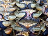 photo Les coquilles de marqdoyon