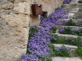 FRANCE - PROVENCE 
quand la Nature reprend ses droits
