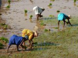 Repiquage du riz en Orissa (Inde)