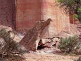 On on peut imaginer la sculpture naturelle d'un aigle ou un condor dans le parc de Talampaya en Argentine.