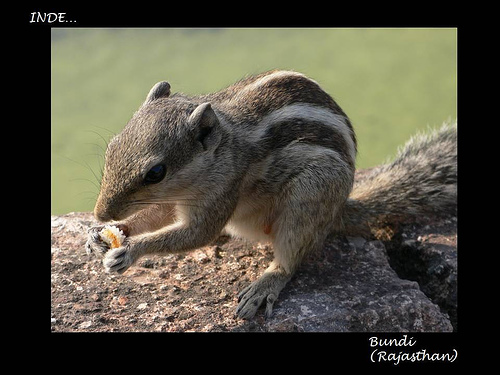 http://www.fou-de-voyage.com/photo/divers/chipmunk.jpg