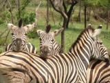 Photo de voyage en Afrique du Sud