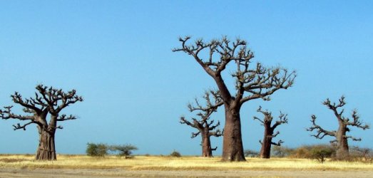 Photo de voyage au  S�n�gal