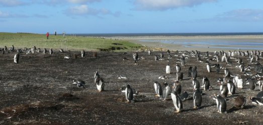 iles-malouines-tourisme