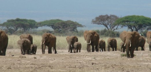 Photo de voyage au  Kenya