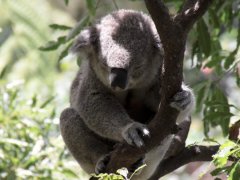 Voyage en camping-car en  Australie de 1 mois (Dcembre 2009) racont par batk