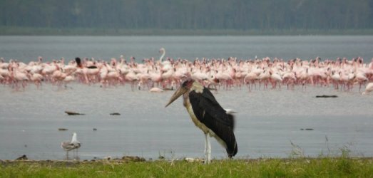 Photo de voyage au  Kenya