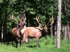 Camping au  Canada de 1 mois (Aot 2008) racont par jbonamour