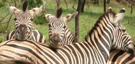 Photo de voyage en  Afrique du Sud