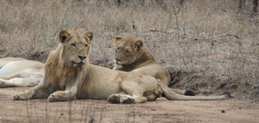 Photo de voyage en  Afrique du Sud