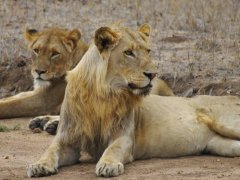 Voyage en  Afrique du Sud de 1 semaine (Septembre 2009) racont� par Bergeronnette40