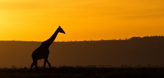 Photo de voyage au  Kenya