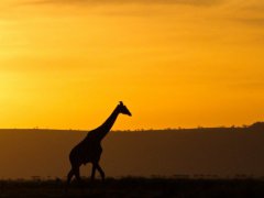 Voyage au  Kenya de 2 semaines (Octobre 2013) racont par Mimi48