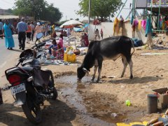Voyage en  Inde de 2 semaines (Novembre 2017) racont par Mimi48